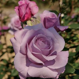 Sweetness Grandiflora Rose