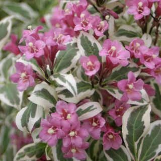 My Monet&reg; Weigela