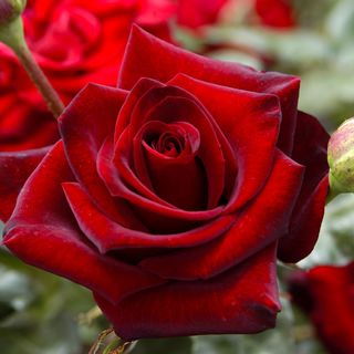 Black Cherry Floribunda Rose