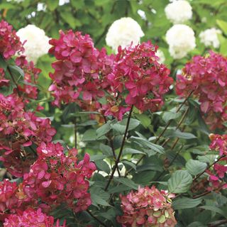 Hydrangea Fire Light&reg; Panicle Hydrangea