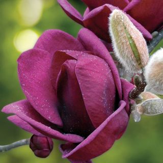 Magnolia Genie