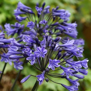 Black Buddha Lily of the Nile