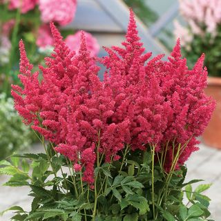 Astilbe Fireberry