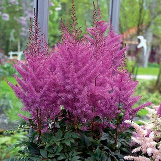 Astilbe Nemo