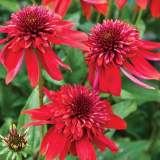 Echinacea Eccentric