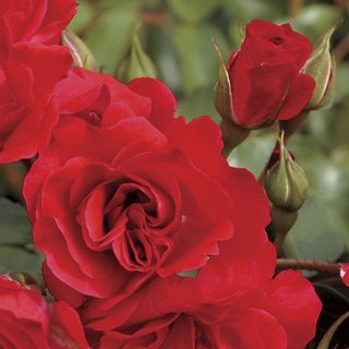 Crush on You Floribunda Rose