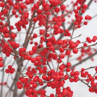 Ilex Berry Poppins&reg;