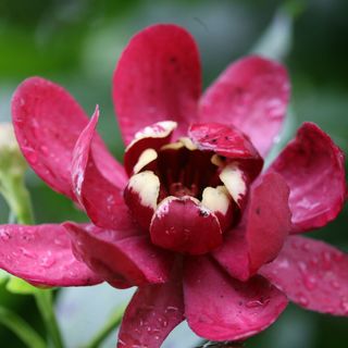 Calycanthus Aphrodite Sweetshrub