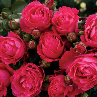 Fiji&trade; Eleganza&reg; Hybrid Tea Rose