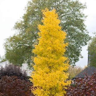 Ginkgo Goldspire