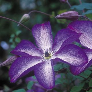 Venosa Violacea Clematis