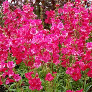 Penstemon Cha Cha&trade; Hot Pink Beardtongue