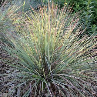 Standing Ovation Bluestem