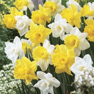 Narcissus Welcoming Trumpets Mix Bulbs