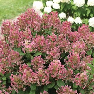 Hydrangea Little Quick Fire&reg; Panicle Hydrangea
