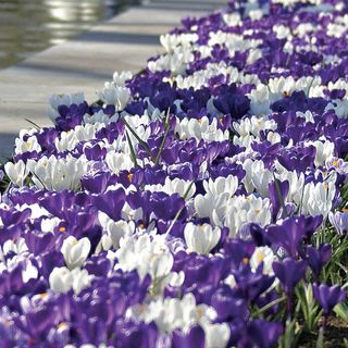 Crocus Purple Fiction Bulbs