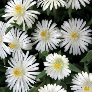 Delosperma Jewel of Desert Moonstone