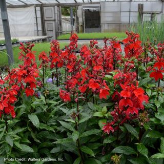 Lobelia Starship&trade; Scarlet Cardinal Flower