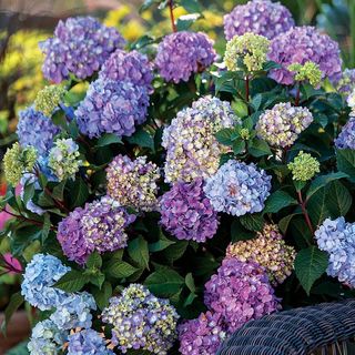 Endless Summer&reg; BloomStruck&reg; Hydrangea