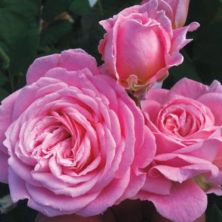 Summer Romance Parfuma&reg; Floribunda Rose