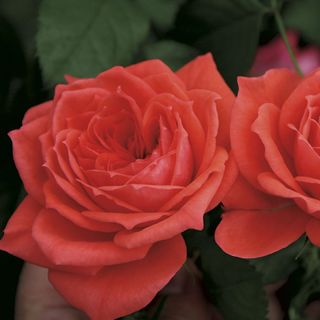 Jolie&trade; Veranda&reg; Floribunda Rose
