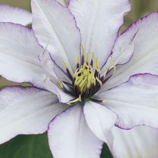 Clematis Samaritan Jo&trade; Boulevard&reg;