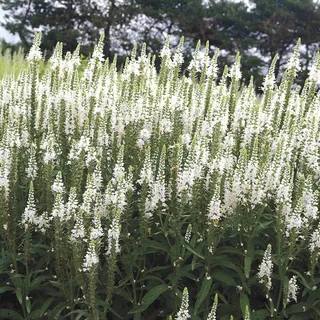 Veronica Magic Show® White Wands | Jackson & Perkins