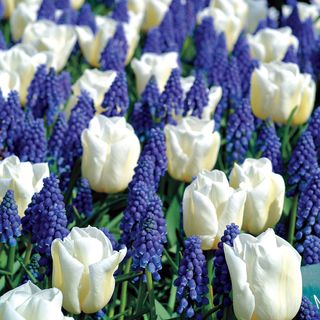 Tulipa Muscari Bulb Mix
