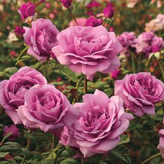 Sugar Plum Hybrid Tea Rose