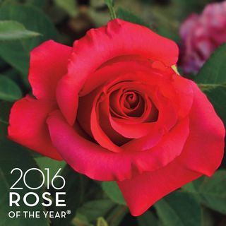 April Moon&reg; Hybrid Tea Rose