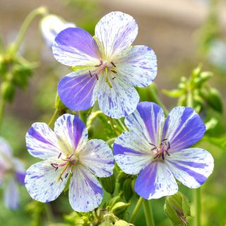 Geranium Delft Blue