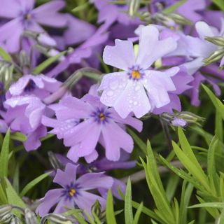 Purple Beauty Phlox subulata