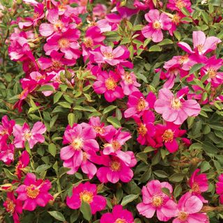 Party Dress Groundcover Rose