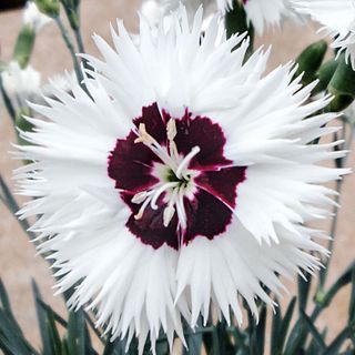 Dianthus Star Single&trade; Stargazer