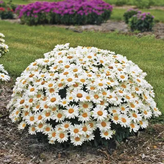 ※Daisy 38235.webp?v=1
