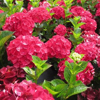 Hydrangea Magical&reg; Ruby Red