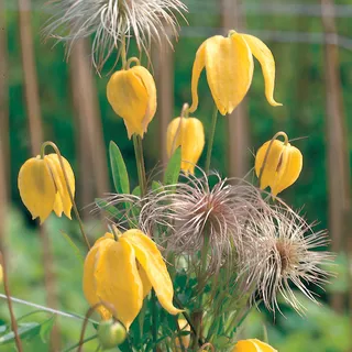 Clematis tangutica | Jackson & Perkins