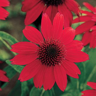Echinacea Sombrero&reg; Salsa Red