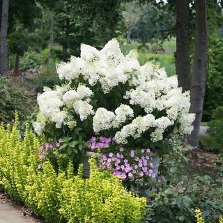 Hydrangea Bobo&reg; Panicle Hydrangea