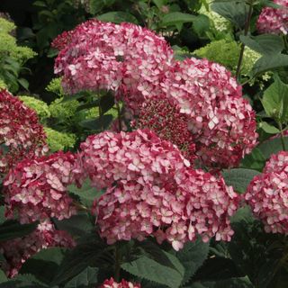 Hydrangea Invincibelle&reg; Ruby Smooth Hydrangea