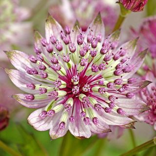 Astrantia Sparkling Stars Pink