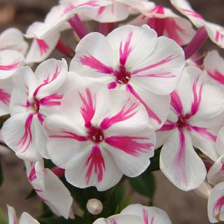 Phlox Paniculata Twister