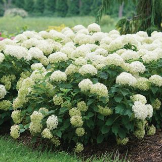 Hydrangea Invincibelle Limetta&reg; Smooth Hydrangea
