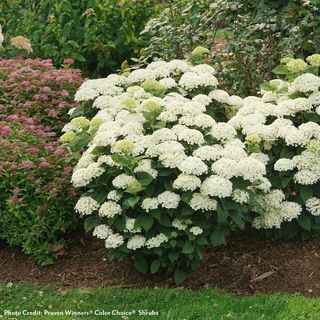 Invincibelle Wee White&reg; 2.0 Hydrangea