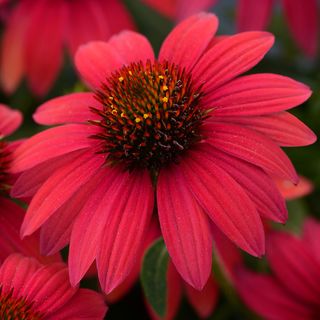 Sombrero&reg; Baja Burgundy Coneflower