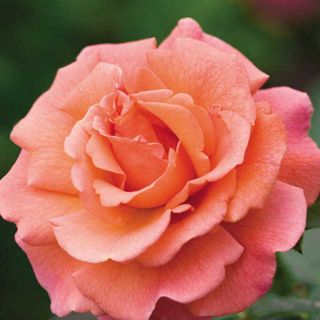 Easy Does It&reg; Floribunda Rose