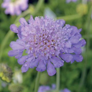 Butterfly Blue Pincushion Flower