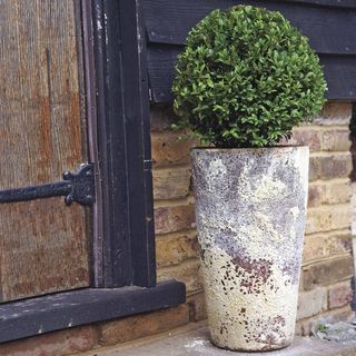 Laurus nobilis Sweet Bay Shrub