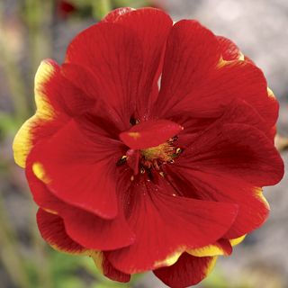 Arc En Ciel Cinquefoil