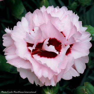 Dianthus Scent First&reg; Compact Raspberry Surprise